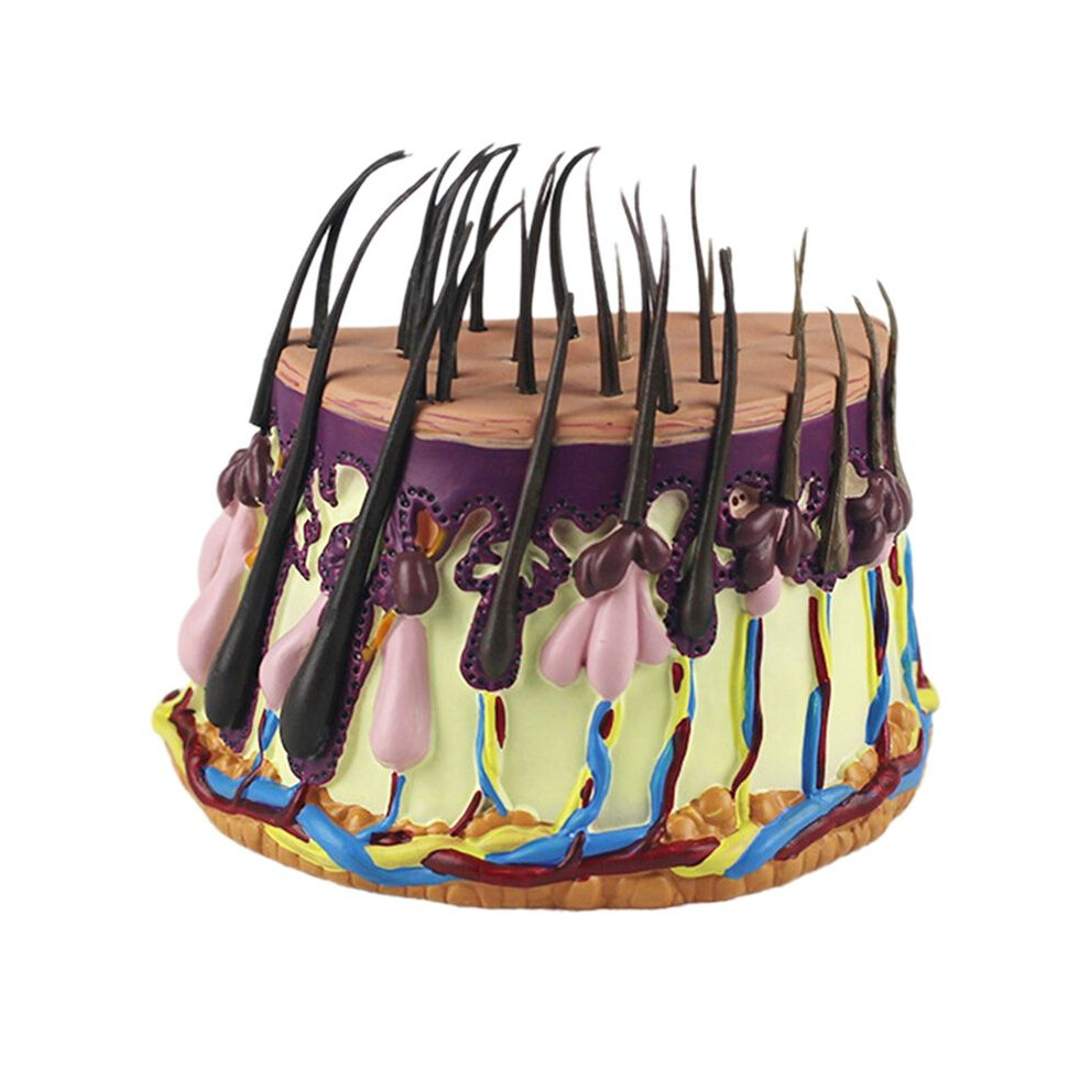NEW Human Skin Anatomy Model Hair Growth Process Follicle Skin Structure Anatomical Medical Teaching Display