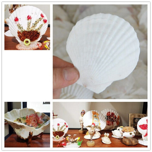 100Pcs Natural Scallop Shell, Special for Handmade DIY  Production Handmade DIY  Coloring Shell 1