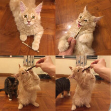 30Pcs Natural Silvervine Sticks for Catnip Sticks Matatabi Chew Sticks Teeth Molar Chew Toys for Cat Teeth Cleaning