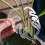Turtle Shell Bamboo Clamp Set, Plant Stem Plastic Support, Flower-Shaped Green Plant Leaf Holder Turtle Shell Bamboo B 6