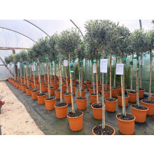 Olea Europaea Hardy Outdoor Garden Olive Tree 5-6ft Tall By Direct Plants