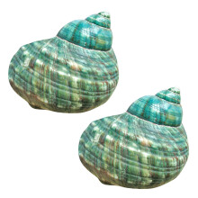 10CM Green Turbo Natural Rare Real Sea Shell Conch Stunning Healing Decor Ocean 2Pcs