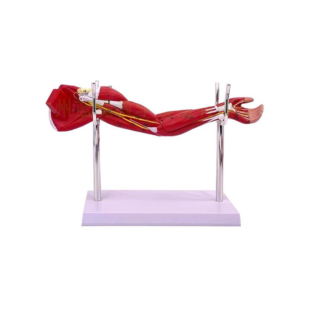 Tlily Model Of Human Muscle Structure Of Small Upper Limbs