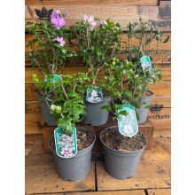 4 Mixed Extra Large Hardy Garden Hibiscus Shrubs in 3 Litre Pots By Direct Plants