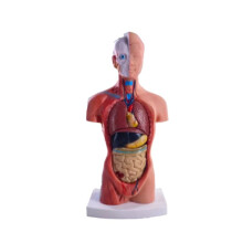 Torso Maniquí Anatomía Muñeca 15 Piezas Extraíbles Modelo de Órgano Educativo Modelo de Anatomía de Órgano Interno Humano