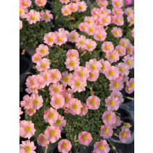 Purple Oxalis Bulbs Good Luck Plant 20 Pack Cherry Blossom Jelly for Indoor Outdoor Planting