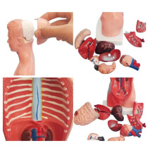 Torso Mannequin Anatomy Doll 15 Removable Parts Educational Organ Model Human Internal Organ Anatomy Model