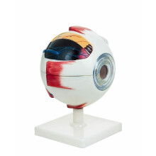 Human Eye Model 5x Enlarged 7Part Dissectible Anatomical Eye Model for Classroom Teaching