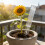 Simple To Use Rain Measurement Device For Gardens-1 pack 7