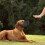 Dog Muzzle Mouth Guard Strap Medium Large-Tangerine Size 6 7