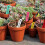 600pcs Plant Labels Wrap Around Tree Sign Markers Regulable 5