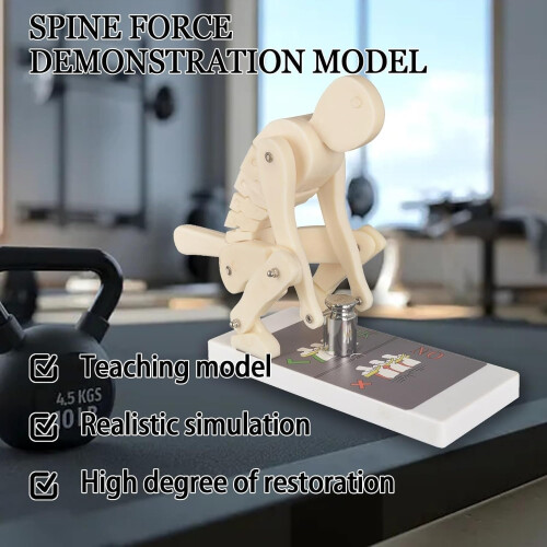 Human Spine Model with Base, Correct Lifting Posture Trainer, Interactive Lumbar Anatomy Demonstration 2