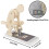 Human Spine Model with Base, Correct Lifting Posture Trainer, Interactive Lumbar Anatomy Demonstration 5