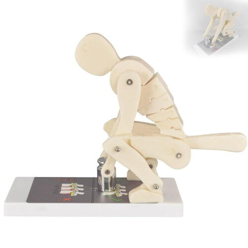 Human Spine Model with Base, Correct Lifting Posture Trainer, Interactive Lumbar Anatomy Demonstration