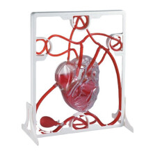 Heart Circulation Model Simulation Science Education for Students Classroom EDU Science Human Body Anatomy Organ Model