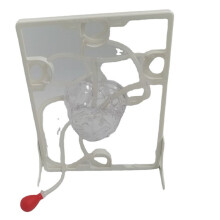 Heart Circulation Model Simulation Science Education for Students Classroom EDU Science Human Body Anatomy Organ Model