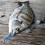3 Stück Blau Blinkende LED FischköDer Blitzlicht 10 cm Minnow Leucht Squid Jig Garnele KöDer Nacht Fischen KöDer 3