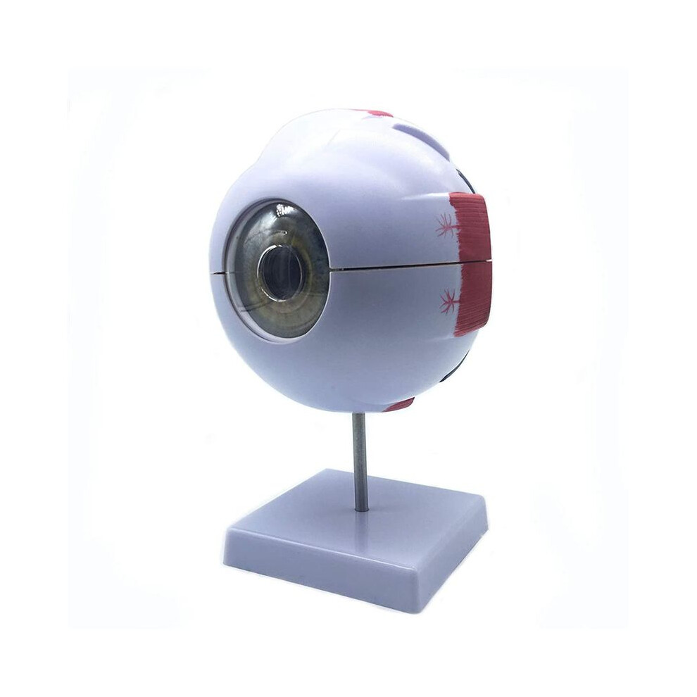 2pcs 6X Enlarged Human Eye Anatomical Model,Anatomically Accurate Eye Model Human Eye Anatomy