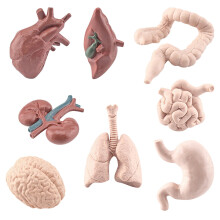 Human Organ Model Set Anatomy Learning Kit 8 Pieces