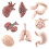 Human Organ Model Set Anatomy Learning Kit 8 Pieces 1