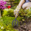 kleines handhacken-set: gartenharken, pflanzgabel, unkrautjäter 11