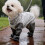 Four Leg Full Coverage Dog Pants For Small Dogs-S Yellow 7
