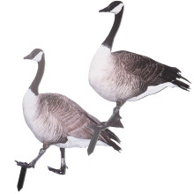 2 Pièces Piquets De Canard En Pour Jardin