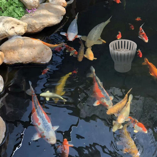 Fischteichfilter Ablaufregler Skimmer Blattsammler 2