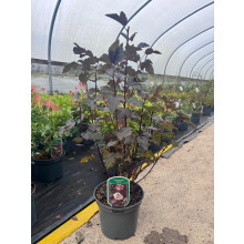 2 Mixed Extra Large Physocarpus Shrubs | Diablo & Lemon Raspberry | in 3 Litre Pots By Direct Plants