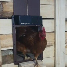 Automatischer Türöffner für Hühnerställe mit Lichtsensoren, magnetischem Öffnungsmechanismus und Schutzart IP44 (wasserdicht)