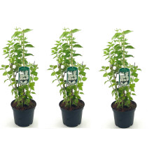 3x Philadelphus Minnesota Snowflake Shrubs Extra Large in 3 Litre Pots By Direct Plants