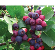 Amelanchier Saskatoon Canadian Berry Juneberry Fruit Tree 4-5ft Extra Large in a 7.5 Litre Pot