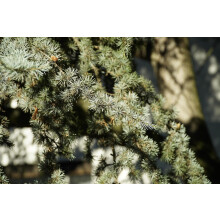 Cedrus Atlantica Horstmann Silberspitz 3ft Tall Blue Atlas Cedar in 7.5 Litre Pot By Direct Plants