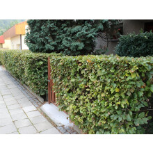 25x Green Beech Fagus Sylvatica Hedging Trees in Pots By Direct Plants