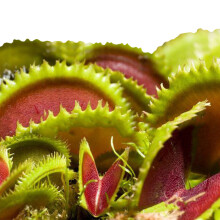 100 sementes de Dionaea muscipula (planta carnívora) para plantio em ambientes internos e externos, incluindo varandas e jardins.