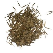 Pacote com 100 sementes de bambu verde para jardim e floresta, ideal para plantio em terrenos planos.