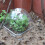 cubierta plástica transparente para plantas, protección contra heladas 6
