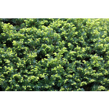 5x English Yew Taxus Baccata Large Hedging Trees in 3 Litre Pots By Direct Plants