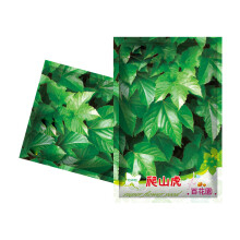 Juego de 40 semillas de enredadera para plantar en interiores y exteriores, ideal para balcón, patio o jardín.