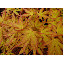 Large Patio Acer Palmatum Katsura 3-4ft on Stem Japanese Maple Tree By Direct Plants