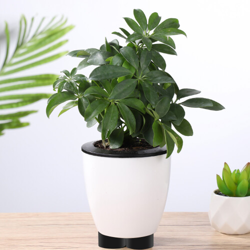20 pièces cales élévatrices pour pots de fleurs, tampons pieds 2