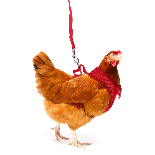 1Set Durable Red Chicken Harness Leash Hen Walking Rope Pet Accessory 2