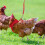 1Set Durable Red Chicken Harness Leash Hen Walking Rope Pet Accessory 6
