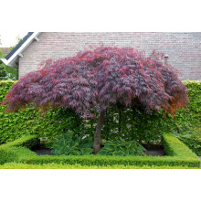 Acer Palmatum Dissectum Garnet Large Japanese Maple Tree By Direct Plants