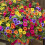 100 semi di petunia da appendere, ideali per balconi, prati e giardini esterni. 1