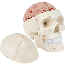 Human Skull Model with Detachable Brain, ThreePart Anatomy Skull Model for Classroom Study