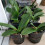 10Pcs Durable Plastic Mesh Planting Baskets for Home and Garden Use 3