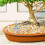 3 simulatie paviljoen micro tuinversiering decor 8