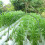 5 Plastic Gecoate Staalbuizen Gewasbescherming Voor 8