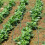 5 Plastic Gecoate Staalbuizen Gewasbescherming Voor 9